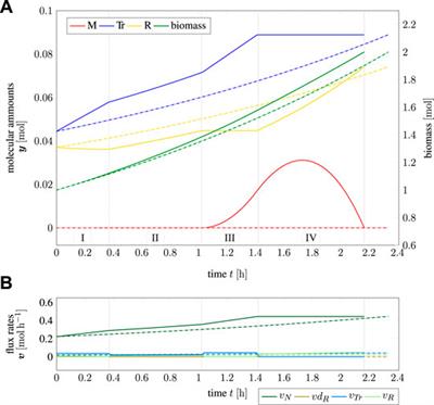 Time-Optimal Adaptation in Metabolic Network Models